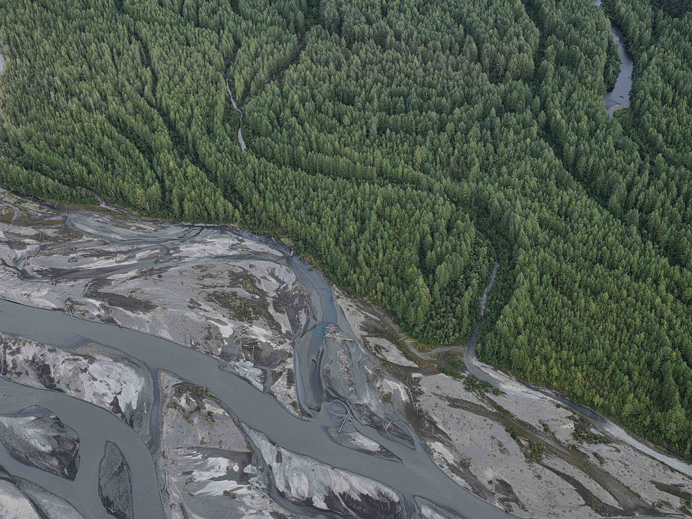 Aerial view of a dense forest bordering a braided river with grayish sediment.