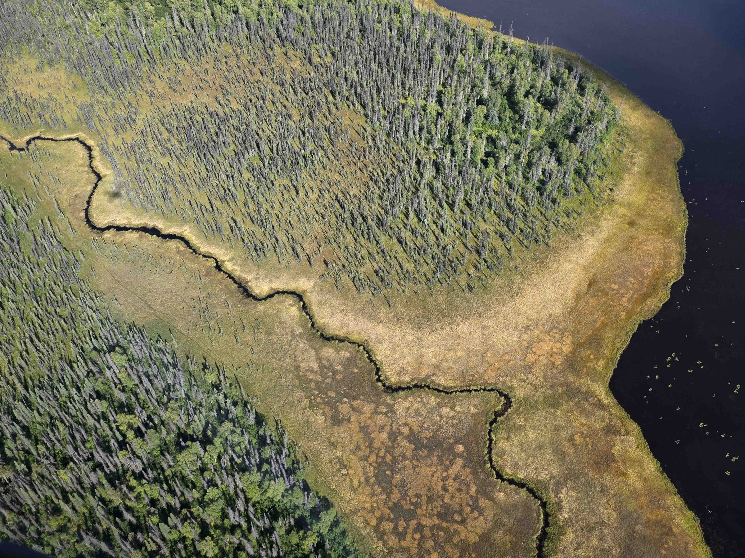 Aerial view of a winding river through a forest and marshland with diverse vegetation.
