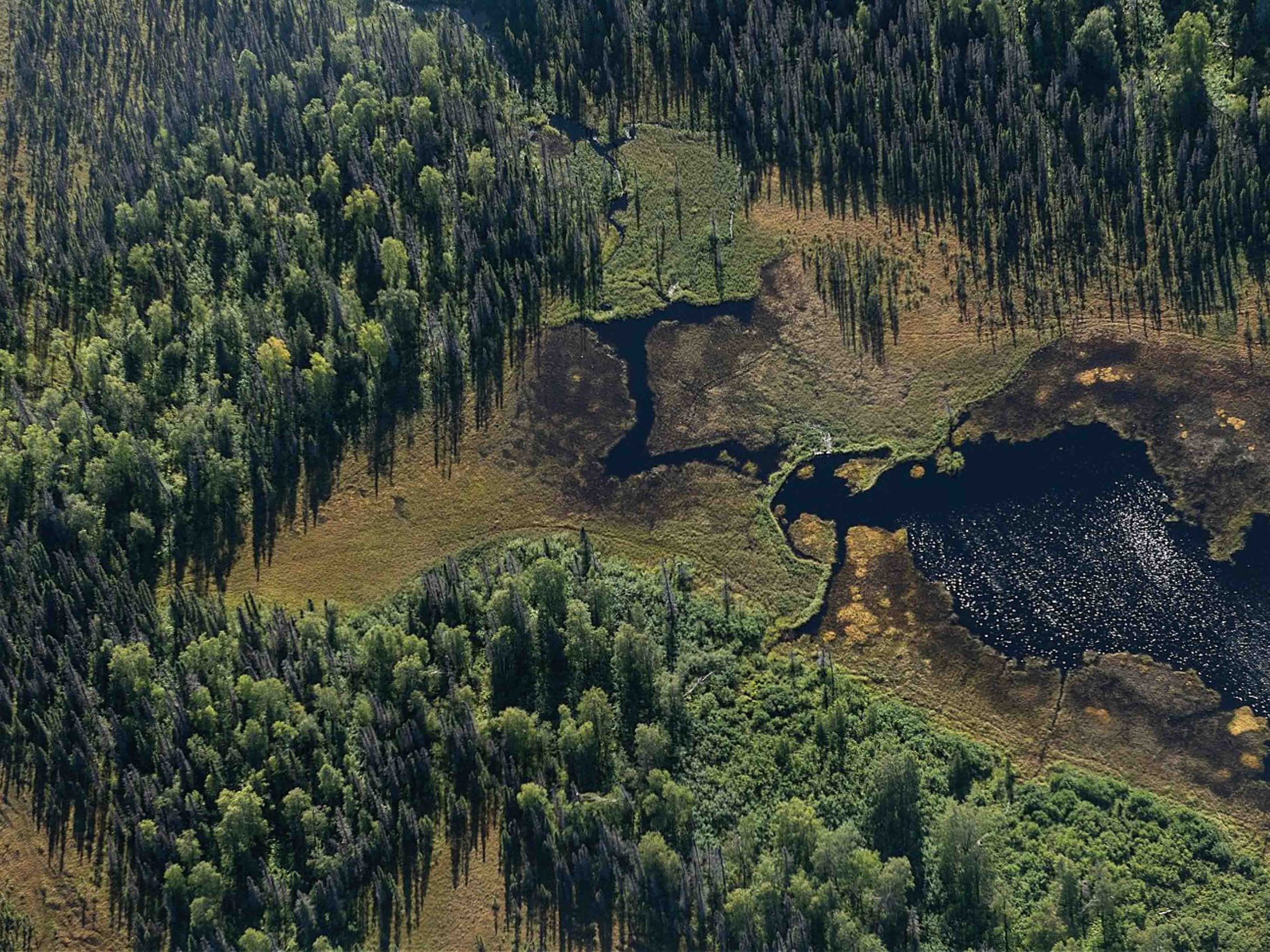 Aerial view of a forest with scattered trees and a small winding lake or river.