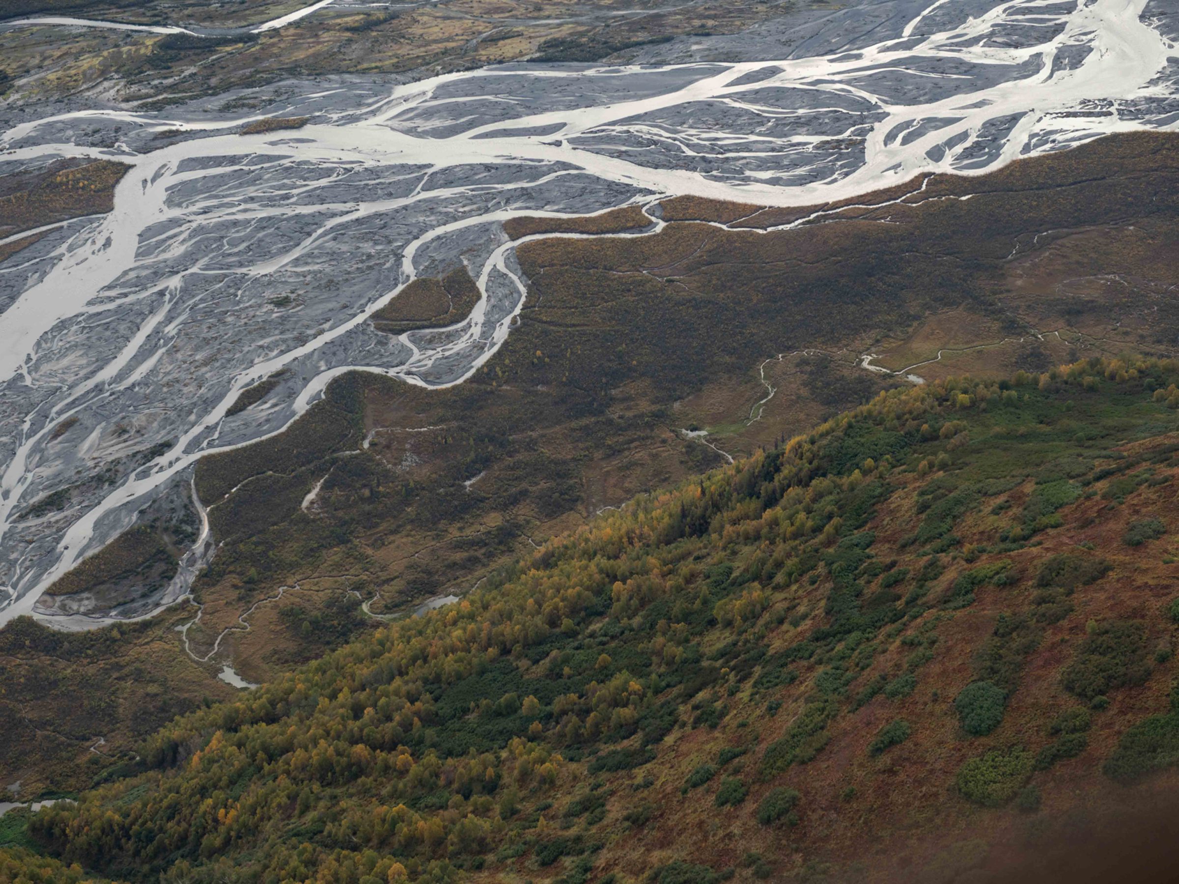Aerial view of braided river with surrounding green and brown vegetation.