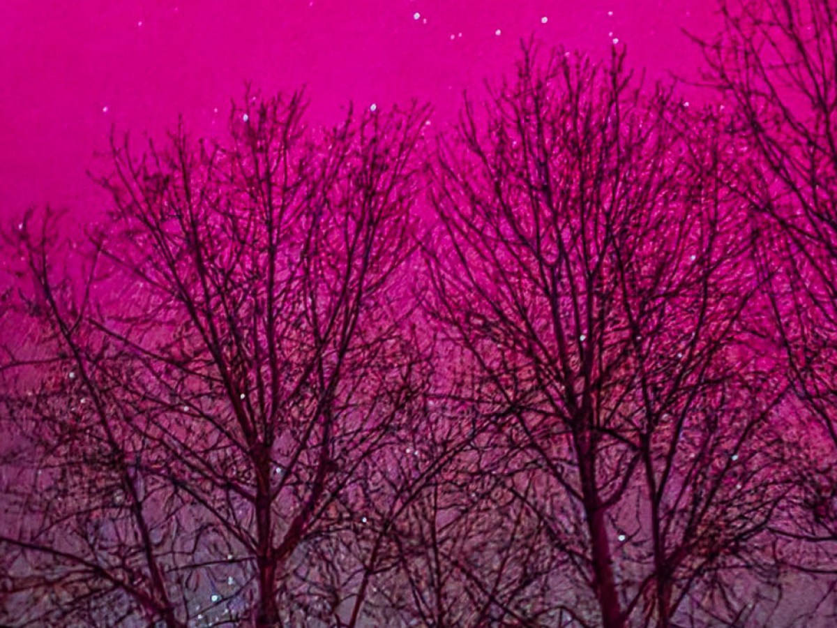 Silhouetted trees against a vibrant pink and green aurora-filled night sky with stars in Talkeetna Winter 2025