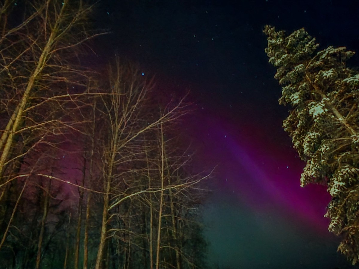 Night sky with aurora borealis and trees covered in snow in Talkeetna Alaska
