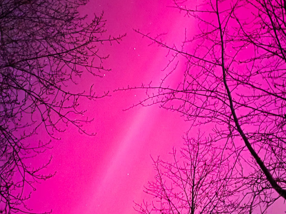 Silhouetted trees against a pink sky with visible stars at night.