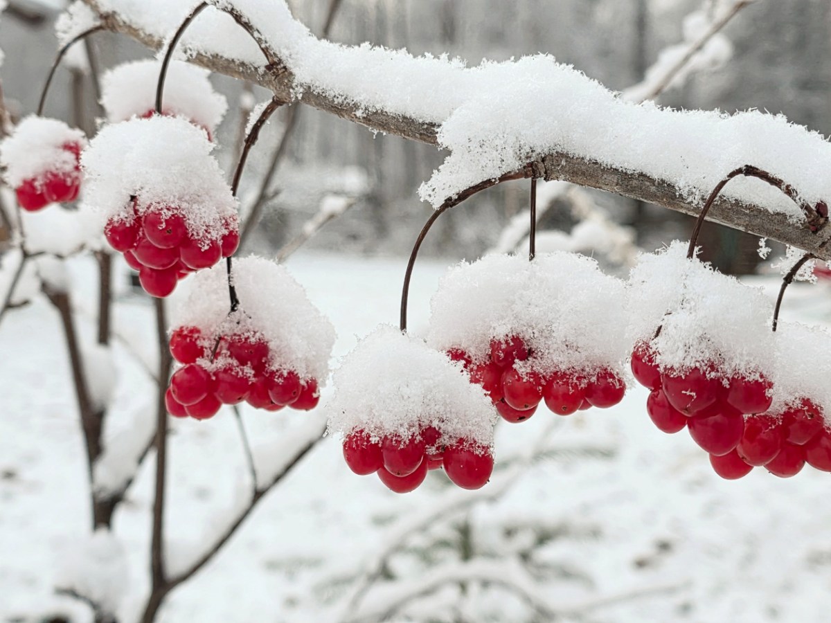 Red berries on a snow-covered branch in a snowy landscape.