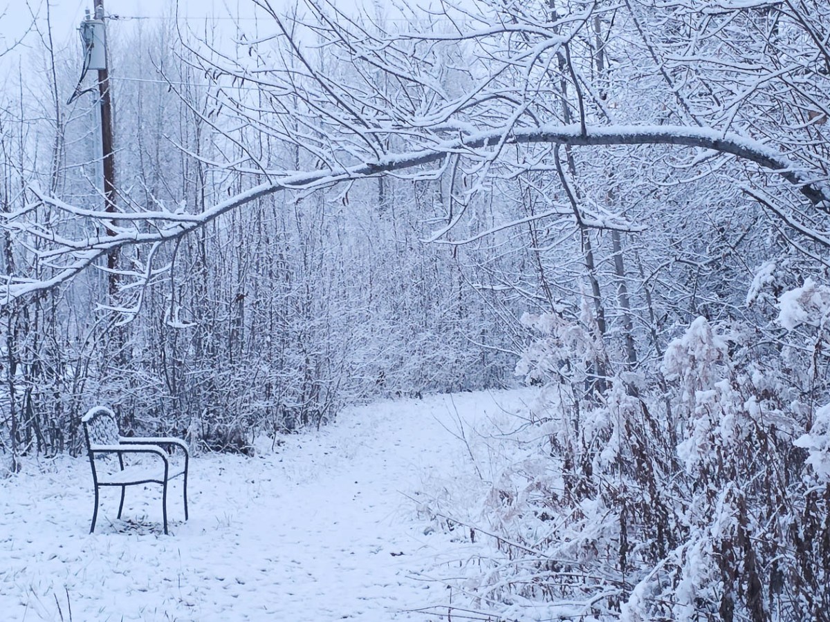 Snow-covered path with a bench and trees in a wintry forest scene at the Denali Historic Trail in Talkeetna