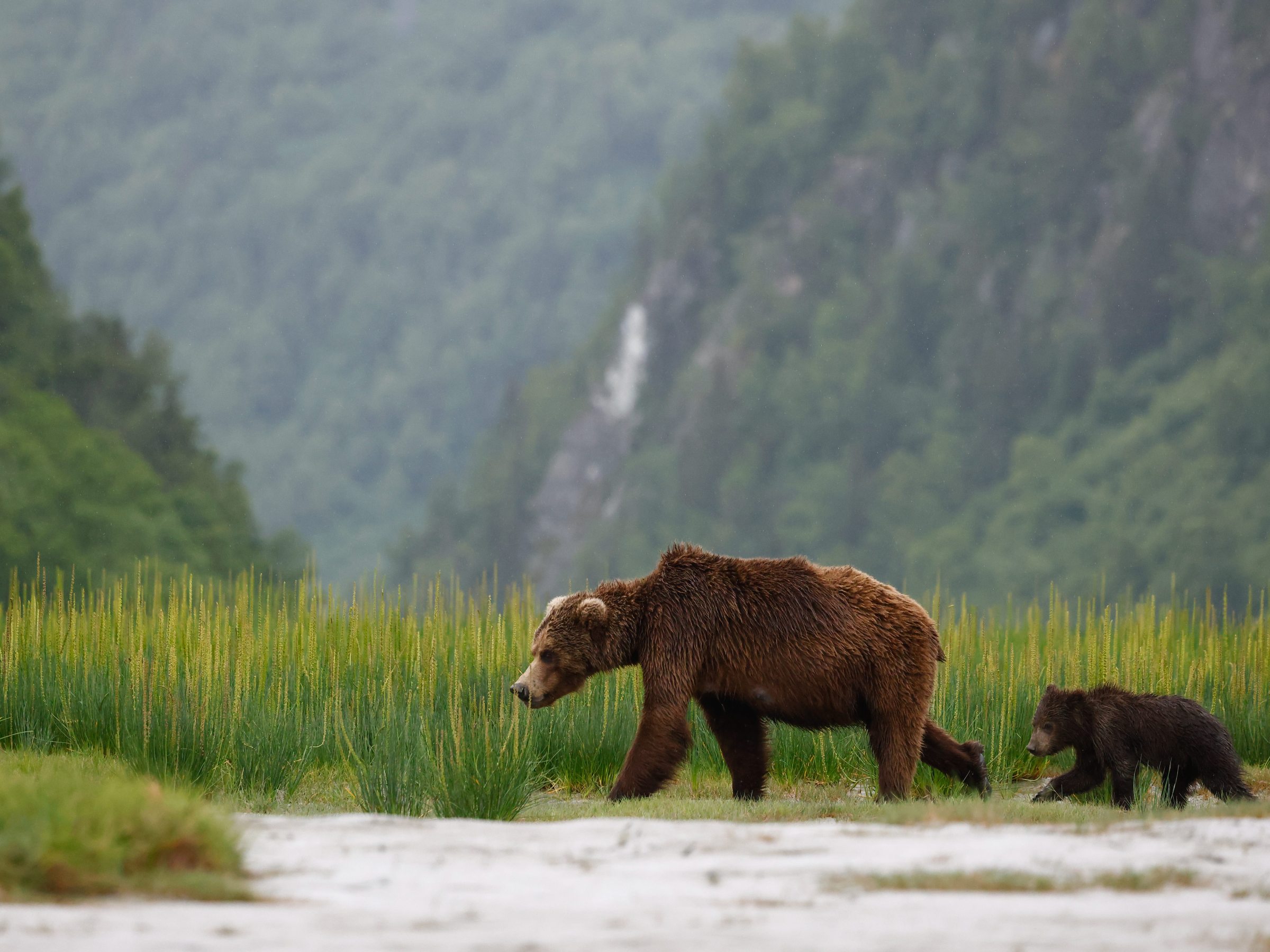Two brown bears walking on grass with a forest background.