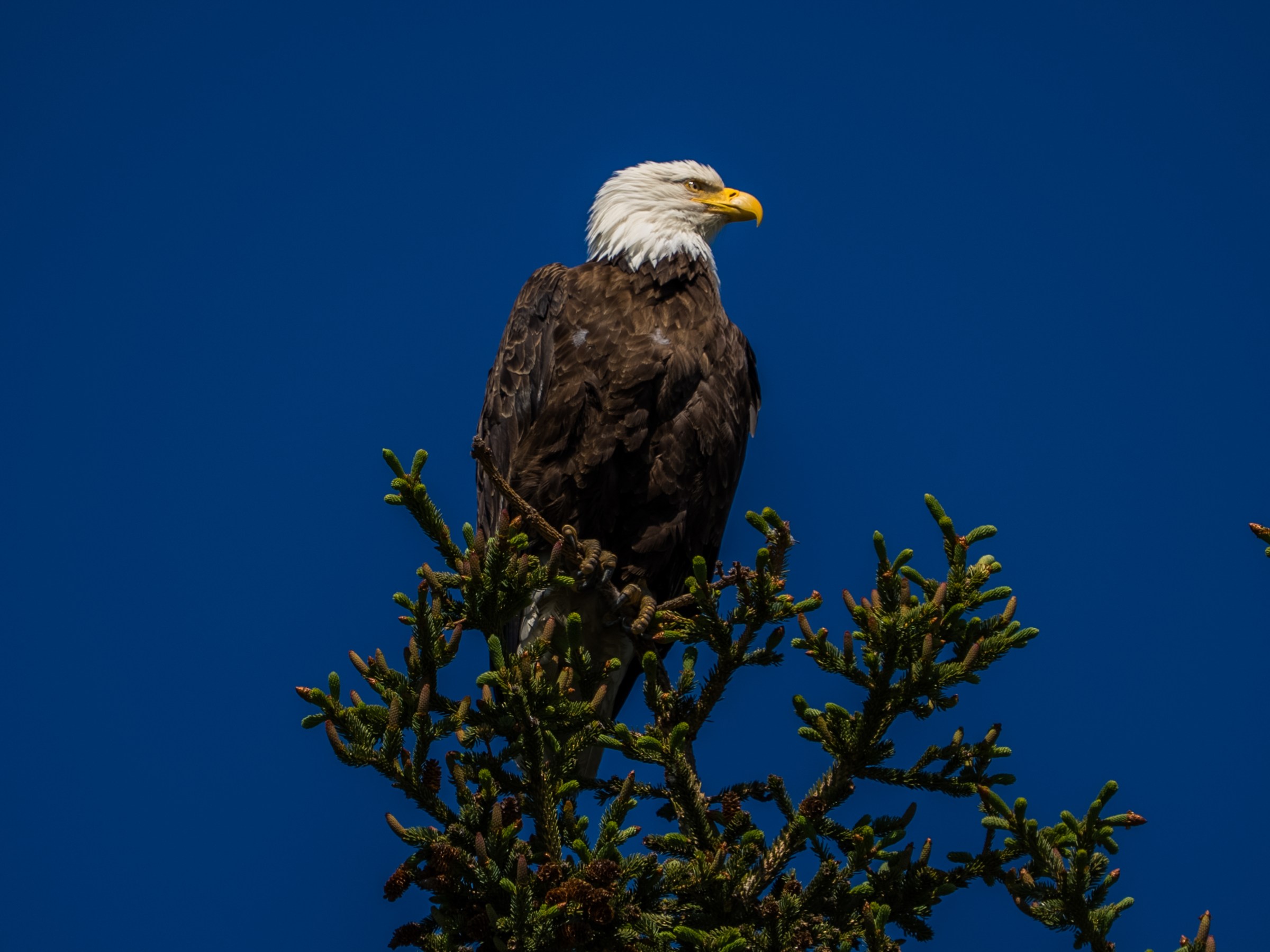 Bald eagle perched on a tree branch against a clear blue sky.