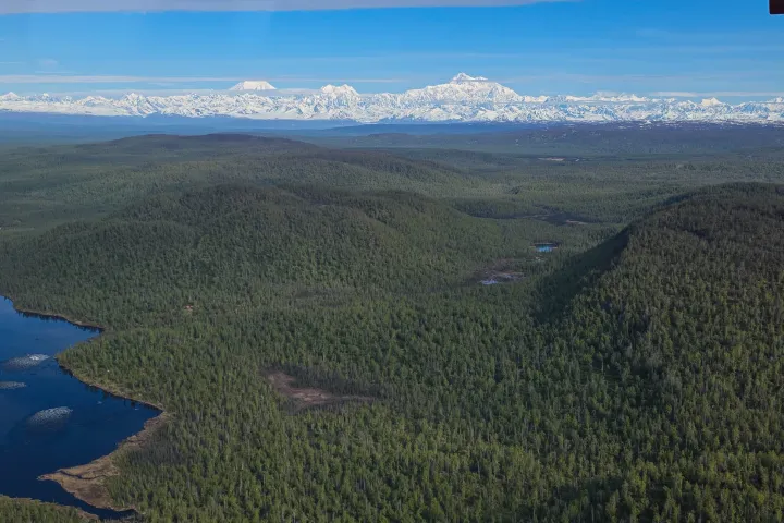 Aerial view of braided river with multiple channels, surrounded by forested area.