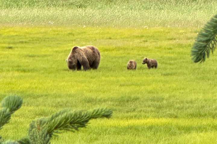 Grizzly bear with two cubs walking in a grassy field near trees.