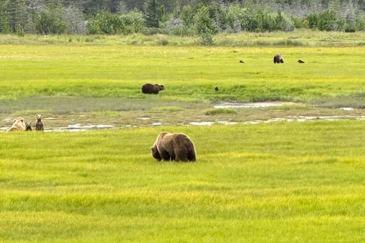 Bears grazing in a lush green meadow with trees in the background.