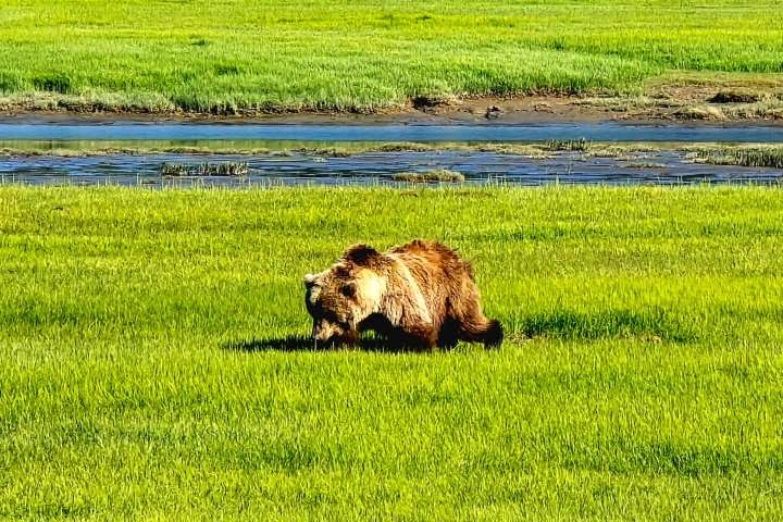 Brown bear walking in a lush green meadow near a small water stream.