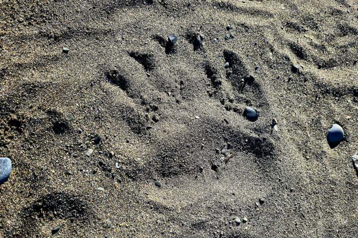 Animal paw print in sandy soil with some pebbles.